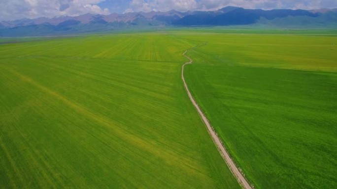 鸟瞰一望无际的绿色麦田里的道路