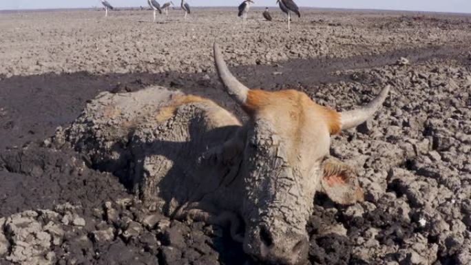 由于干旱和气候变化，一头母牛在生命的最后阶段被困在泥泞中，周围是等待下一顿饭的清道夫。博茨瓦纳奥卡万