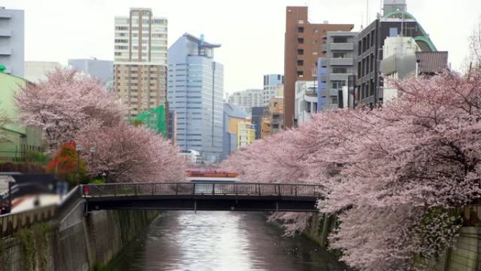 日本东京目黑河春天美丽的樱花或樱花