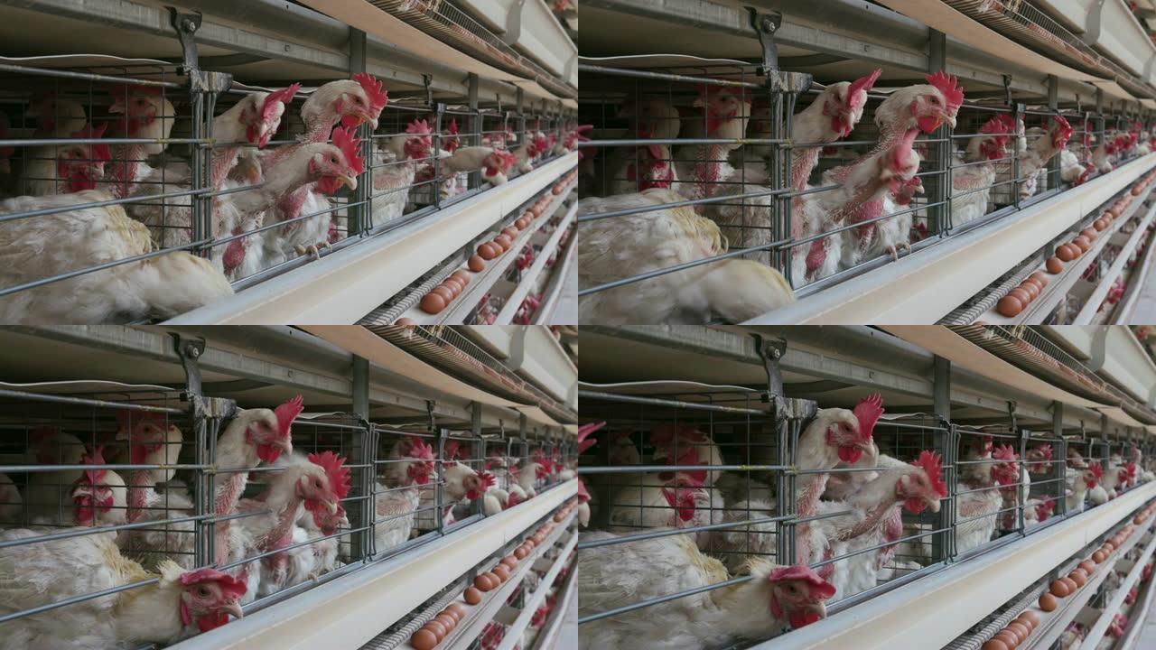 大型产卵生产农场中局促鸡的4k特写前视图