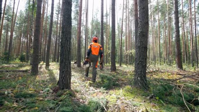 一个穿着制服的伐木工人在树林里散步。