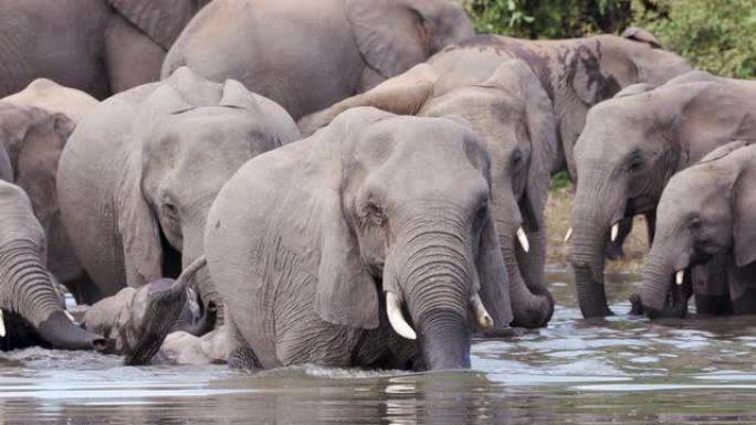 津巴布韦，一群繁殖着幼小小牛的大象的近景