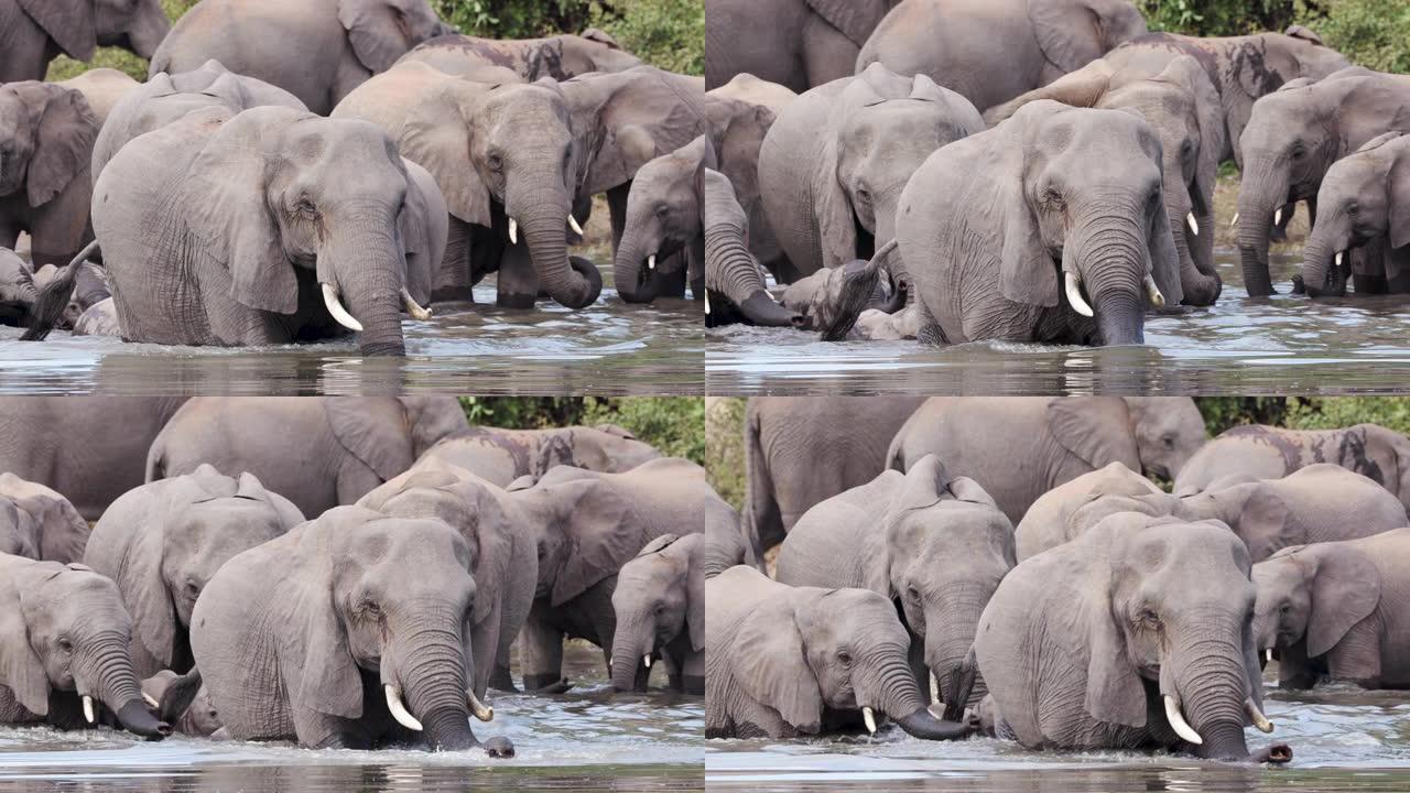 津巴布韦，一群繁殖着幼小小牛的大象的近景