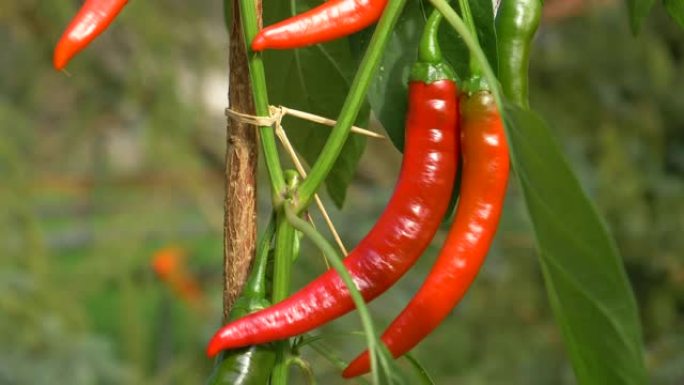 宏观: 闪亮的本土辣椒生长在某人花园里的一棵小植物上。