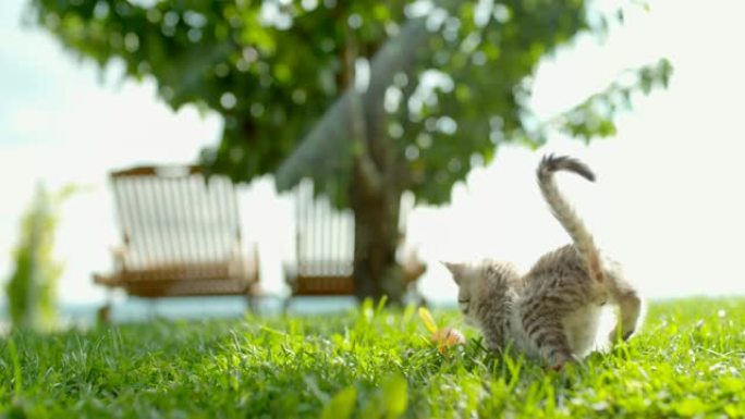 顽皮的小猫在阳光明媚的绿草丛中奔跑和跳跃