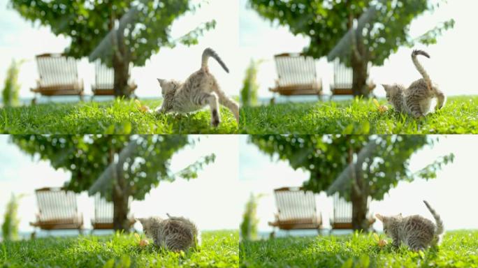 顽皮的小猫在阳光明媚的绿草丛中奔跑和跳跃