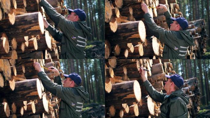伐木工人正在测量砍伐的树木