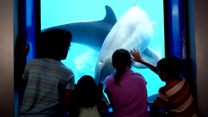 水族馆中的四个孩子在水下观看海豚