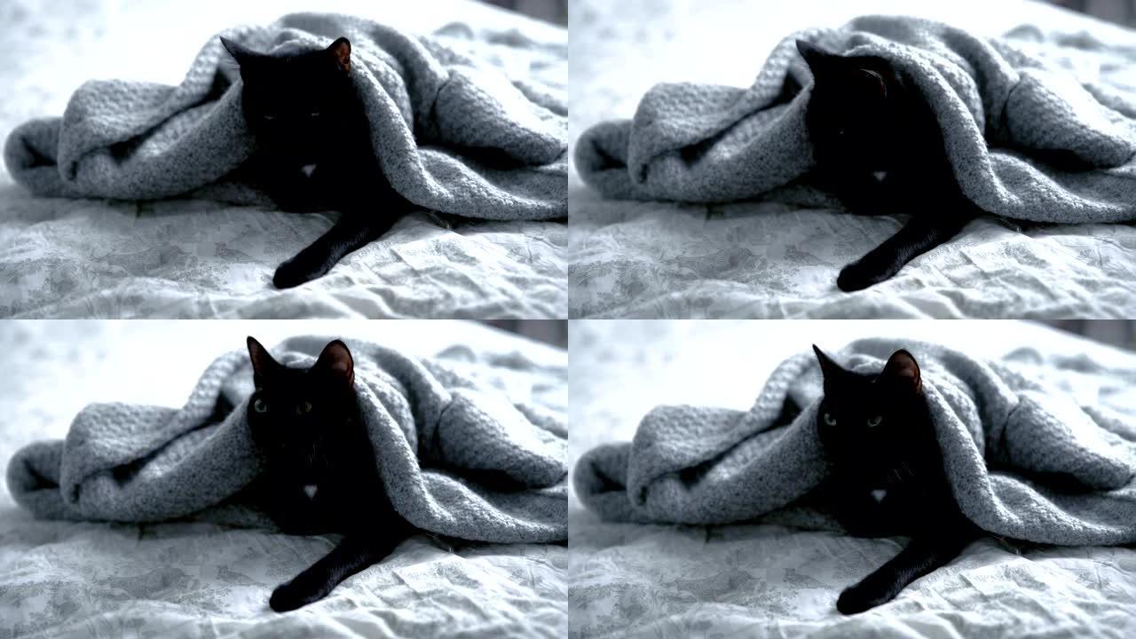 可爱的黑色小猫躺在床上，裹着毯子。打哈欠