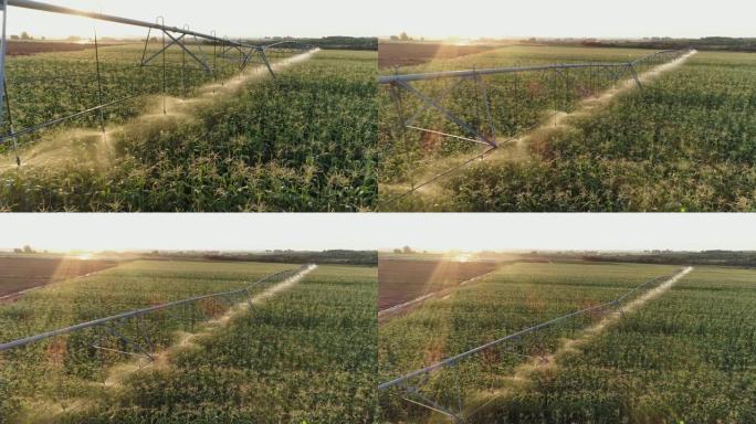 4k背光空中缩小中心枢轴灌溉大型蔬菜农场玉米作物的视图