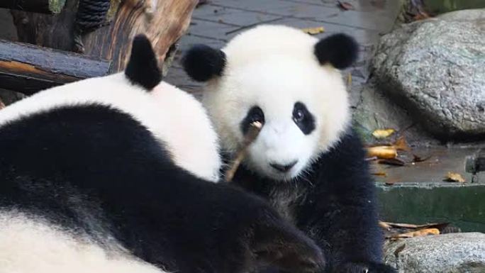 大熊猫玩耍特写坐在地上呆萌