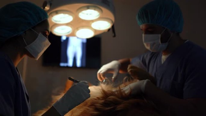 拉丁美洲的兽医外科医生在带狗的诊所进行手术时