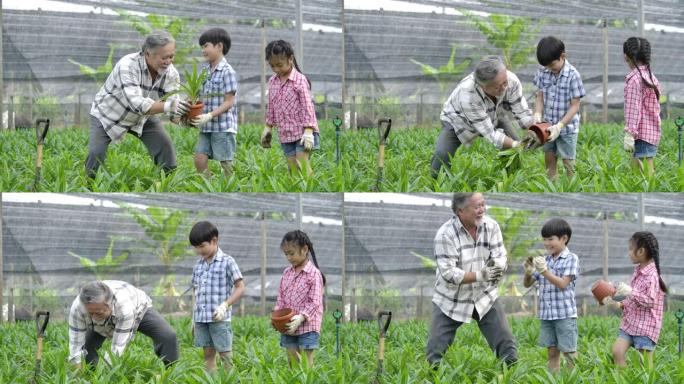 孙子带着祖父在他的花园里种了一棵新树，孩子拿着植物，爷爷拿着铁锹。