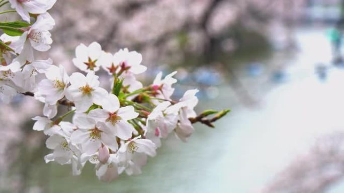 樱花树与人们在花园背景中庆祝