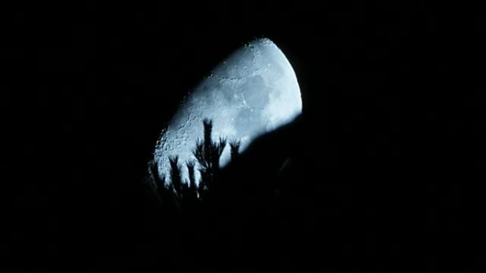 月亮在树上月亮延时