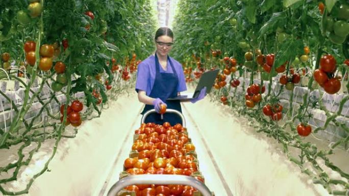 带笔记本电脑的绿化工人正在检查收获的西红柿