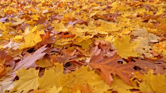 秋背景。地面上覆盖着黄色和棕色的枫叶，形成了天然的地毯。特写steadicam地面拍摄，UHD