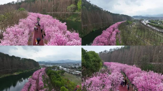 同乐村樱花大道