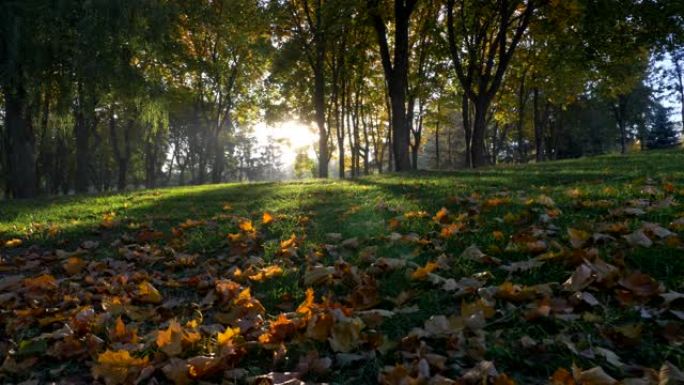 秋季公园。太阳低垂，高高的地面覆盖着绿草和黄色的落叶。阳光照耀着早晨的公园，创造了一个神奇的光环。S