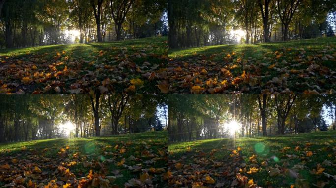 秋季公园。太阳低垂，高高的地面覆盖着绿草和黄色的落叶。阳光照耀着早晨的公园，创造了一个神奇的光环。S