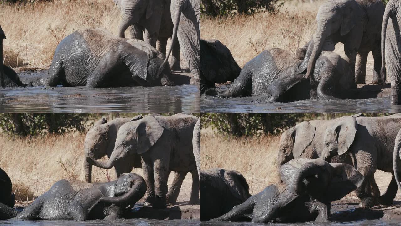 纳米比亚埃托沙国家公园水坑水中嬉戏的幼年大象的4k特写镜头