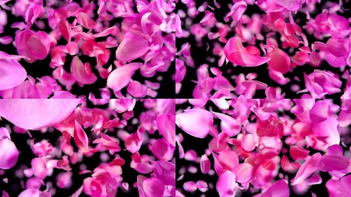 4K粉色玫瑰花瓣飘落的循环背景