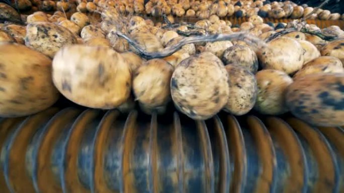 大量的土豆掉进了农业机器的特写镜头