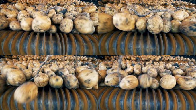 大量的土豆掉进了农业机器的特写镜头