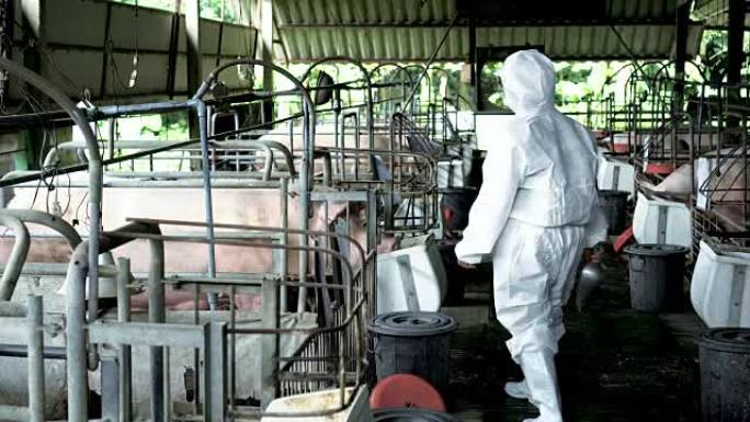 4k镜头亚洲兽医在工厂养猪场喂猪食物的场景，牲畜和家畜概念