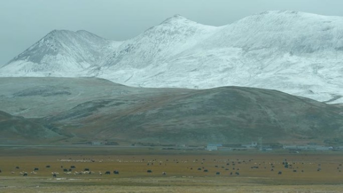 黑牦牛和其他牛在雪山下的大平原上吃草。