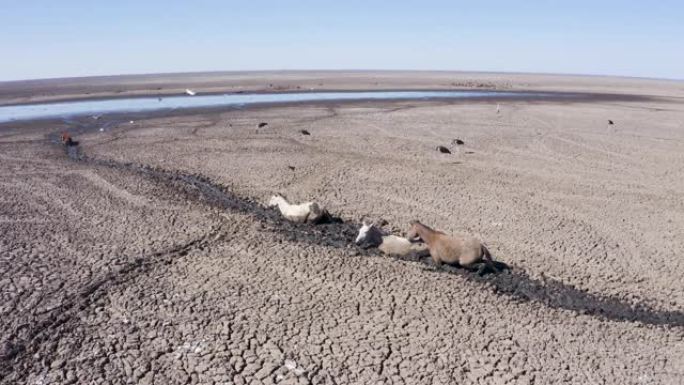 由于干旱和气候变化，马迫切希望到达最后一个水源。马拉布鹳耐心地等待下一顿饭。恩加米湖，奥卡万戈三角洲