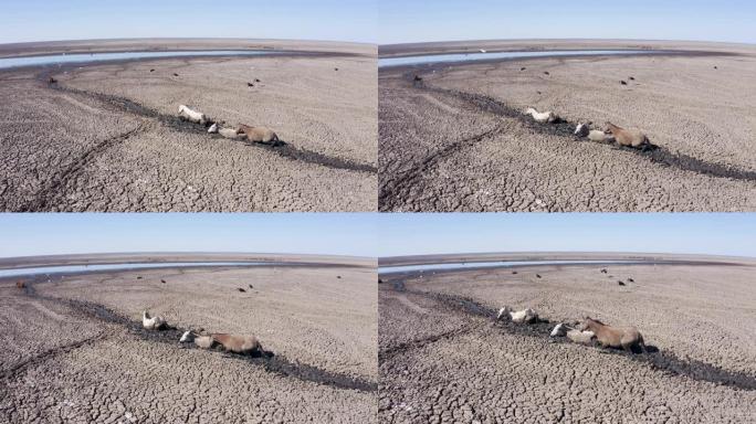 由于干旱和气候变化，马迫切希望到达最后一个水源。马拉布鹳耐心地等待下一顿饭。恩加米湖，奥卡万戈三角洲