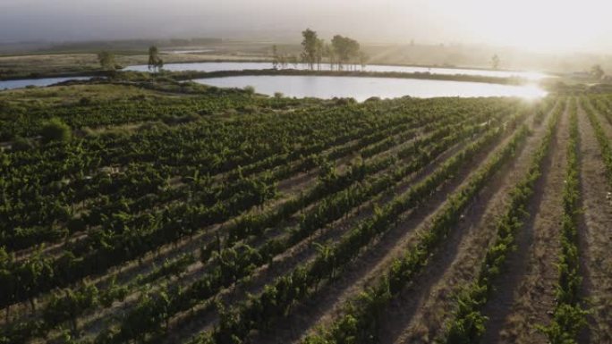 南非西开普省一个葡萄酒庄园的葡萄园和灌溉大坝上空的4k鸟瞰图