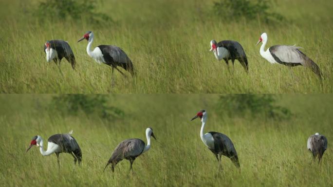 博茨瓦纳Makgadikgadi草原长草上两只以昆虫为食的瓦鹤的4k视图