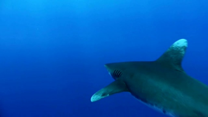 鲸鲨与热带鱼一起游泳。水下风景