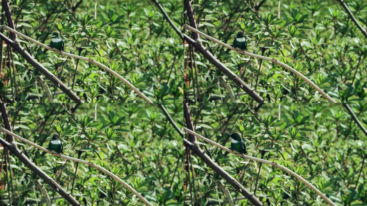 绿色和白色的蜂鸟栖息在多叶的树枝上。