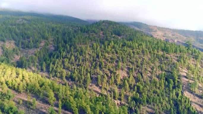 特内里费火山景观山坡树林植被