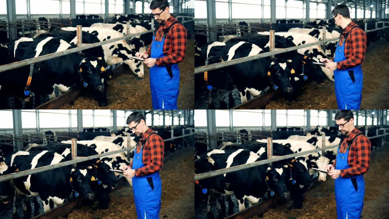 奶牛正在接受男性专家的检查