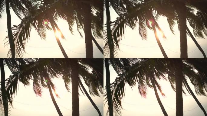 日落时椰子树逆天逆光剪影黄昏傍晚风吹椰叶