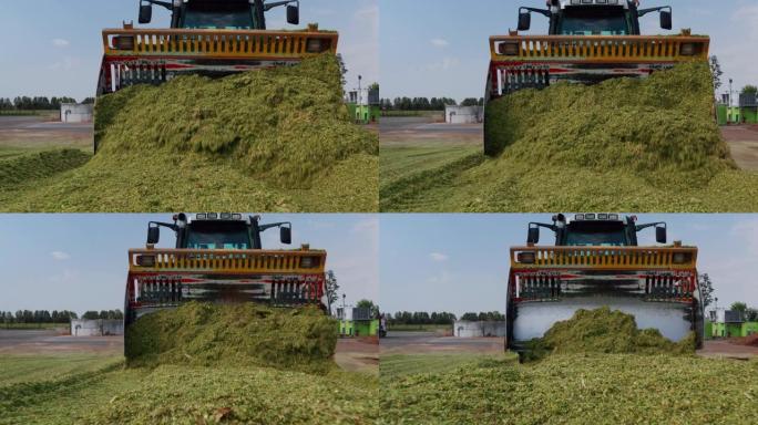 mulcher拖拉机的慢动作关闭正在将生物玉米粒倾倒在农田上，用于牛饲料