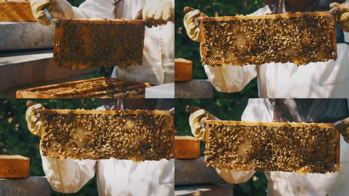 慢动作关闭蜂群，配备全套设备，检查蜂巢是否生产生态和生物蜂蜜。