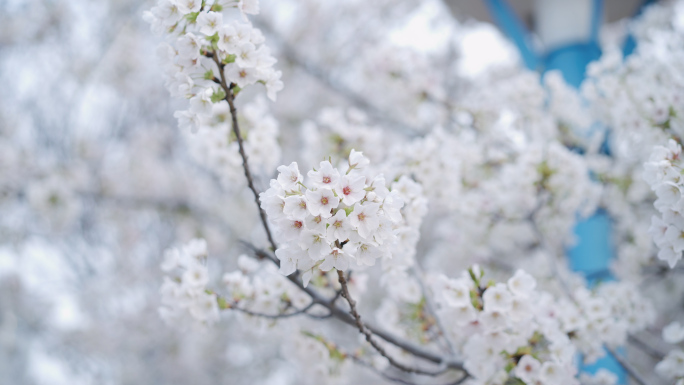 唯美浪漫的樱花 春天 樱花 立春