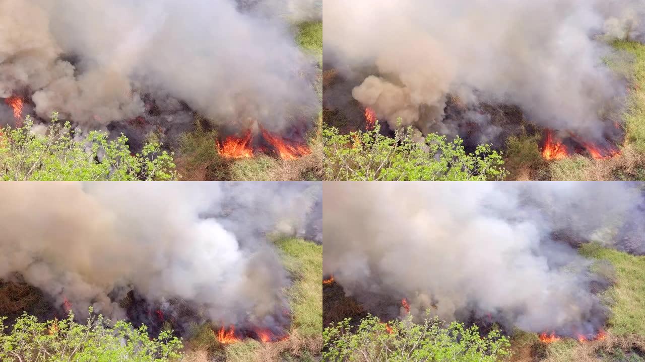 森林大火正在燃烧烈火干柴山火