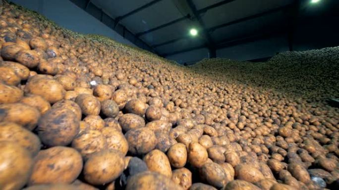 储藏室里有大量土豆。农业农业概念。
