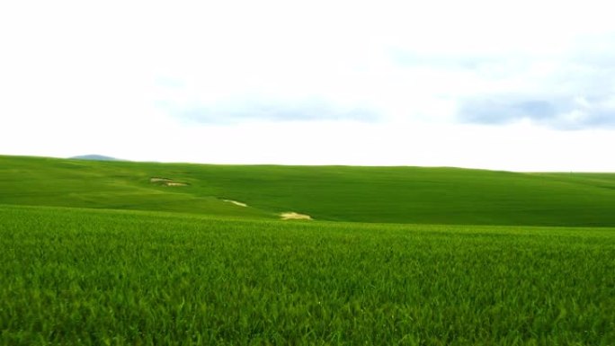 生命的色彩小麦麦子麦田生态绿色三农种植