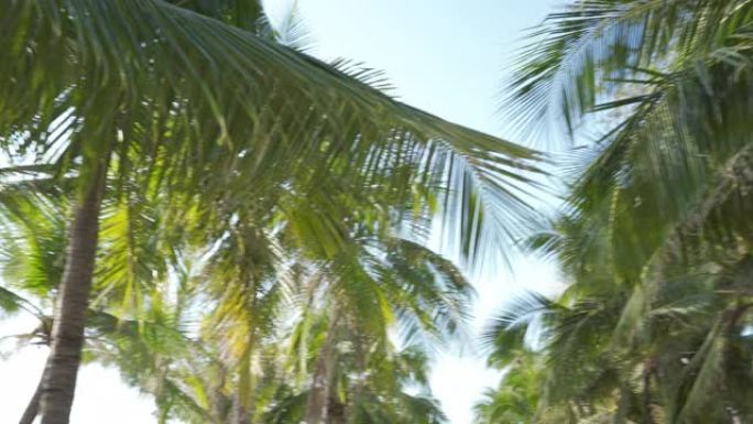 平移镜头-仰望棕榈椰子树，然后平移到海滩