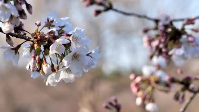 日本的春天樱花盛开