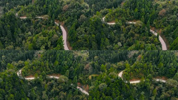 山曲线路林间公路林业林场针叶林带