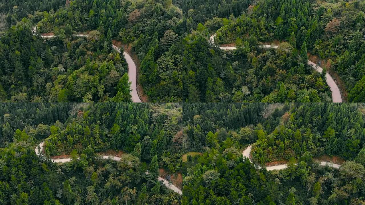 山曲线路林间公路林业林场针叶林带