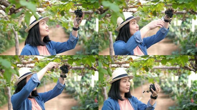 女农民在葡萄园收成中检查葡萄，慢动作